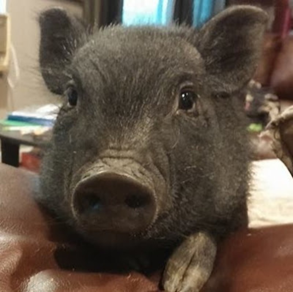 Meet your Posher, Pam